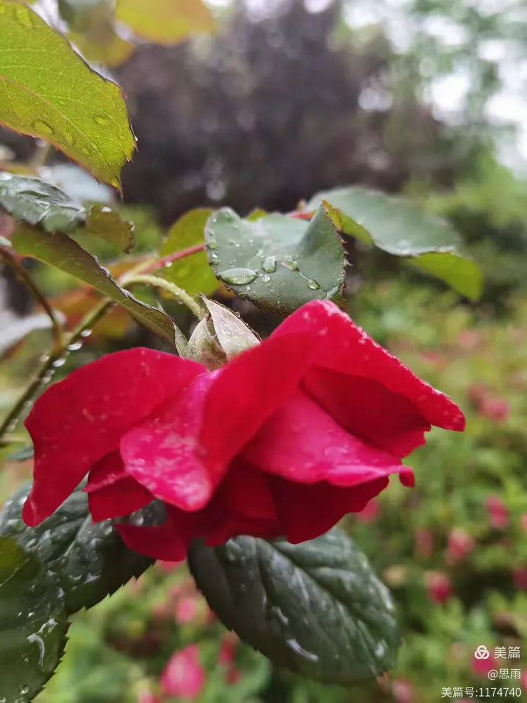 春雨绵绵不绝 抵挡不住赏花的激情